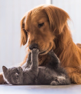 Pet Care