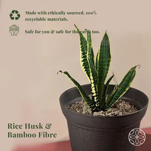 Irida Naturals Set of 2 Rice Husk Dahlia Pots & Planter